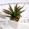 Green 3 Assorted 5" Faux Realistic Aloe Succulent Plants Off White Pots